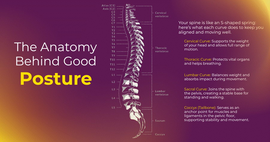 What Is the Anatomy Behind Good Posture?