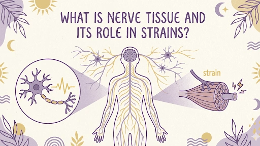 Nerve Tissue in Muscle Recovery