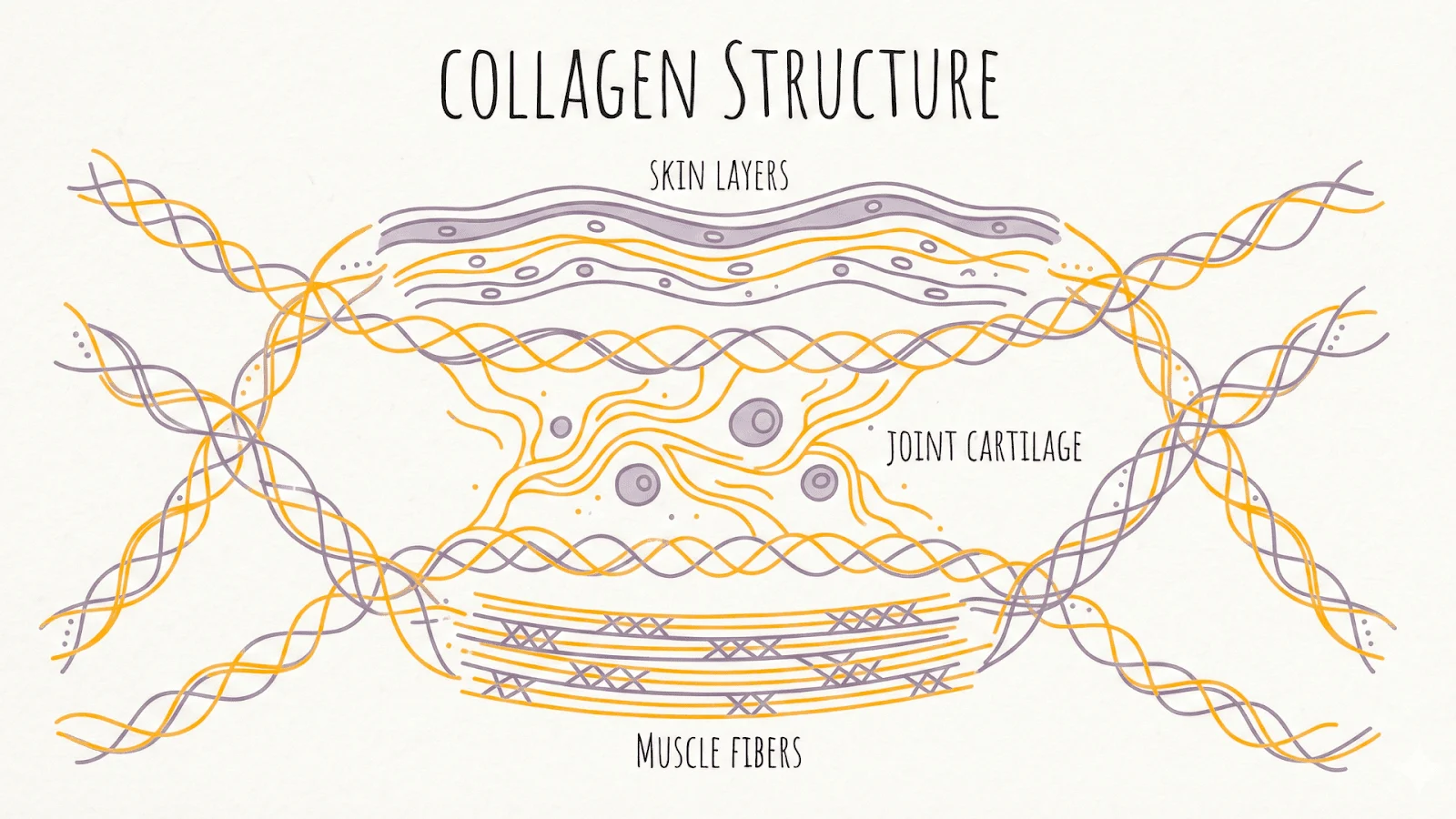 Collagen Benefits