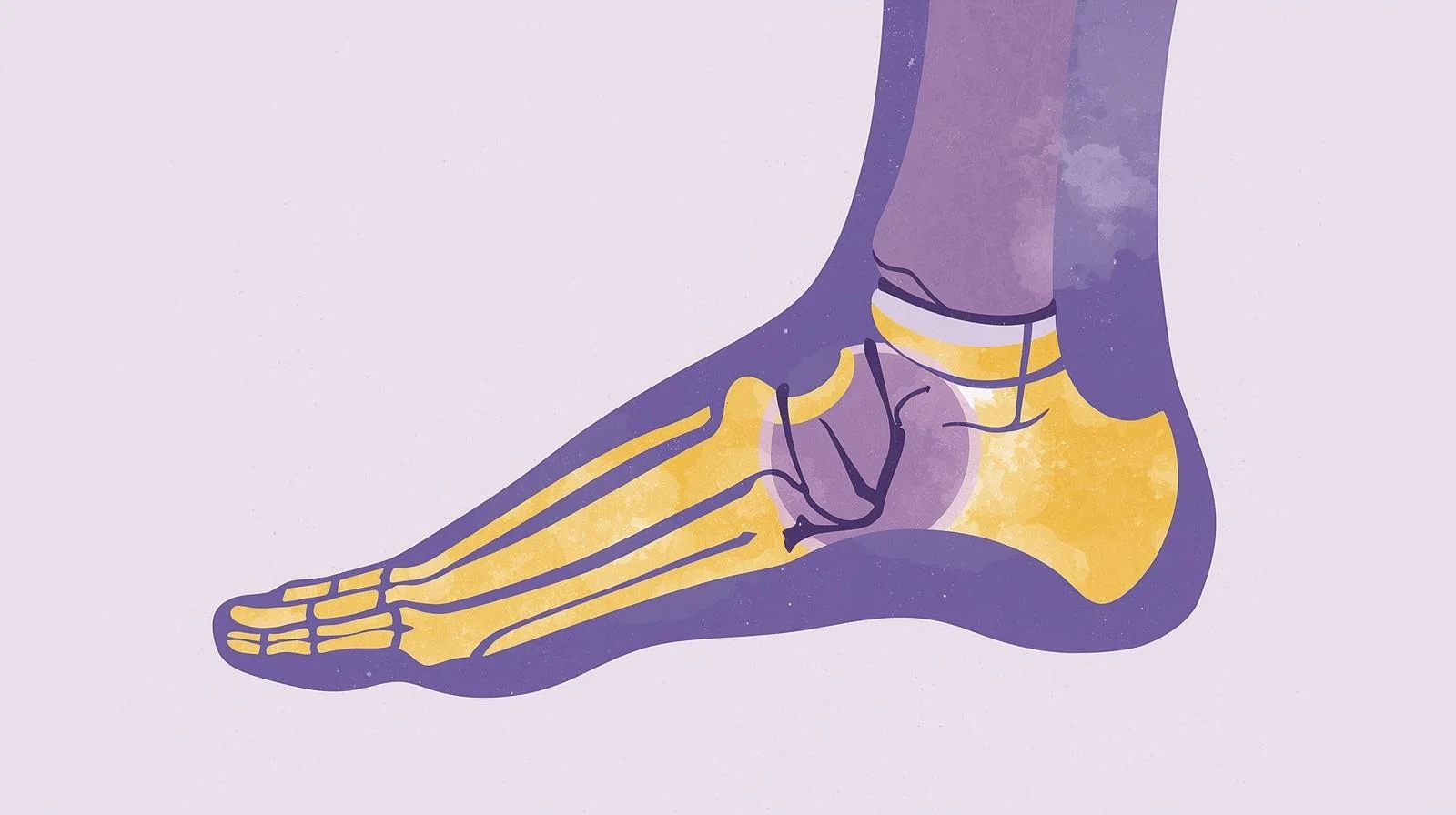 Foot Anatomy and Walking Mechanics
